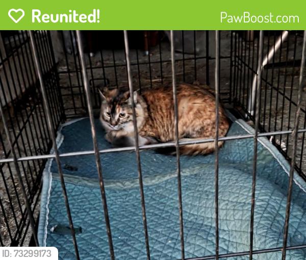 Reunited Unknown Cat last seen Oakland city stables, Oakland, CA 94619