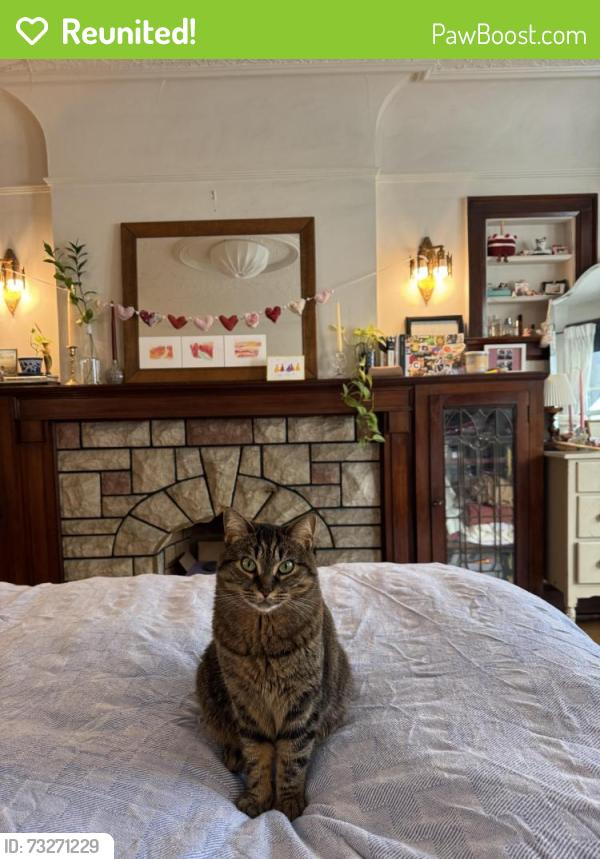 Reunited Female Cat last seen Spadina and kendal, Toronto, ON M5R 1L6