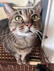 Reunited Female Cat last seen Woodyard Road and Lantern Lane, Clinton, MD 20735
