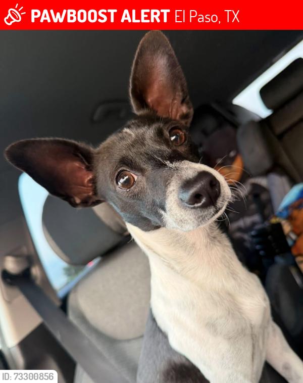 Lost Male Dog last seen Ninth cavalry circle, El Paso, TX 79904