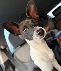 Lost Male Dog last seen Ninth cavalry circle, El Paso, TX 79904