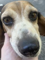 Reunited Female Dog last seen Near Augusta Rd, Pelzer, SC 29669, USA, Pelzer, SC 29669