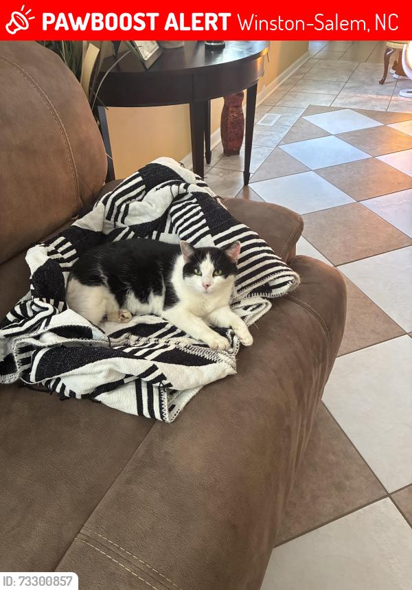 Lost Female Cat last seen Newton St, Winston Salem, Winston-Salem, NC 27105