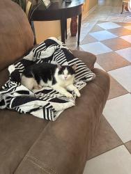 Lost Female Cat last seen Newton St, Winston Salem, Winston-Salem, NC 27105