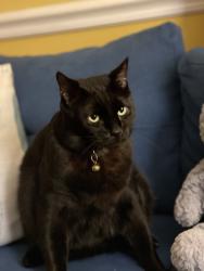 Reunited Male Cat last seen Ridgeview Middle School, Gaithersburg, MD 20878