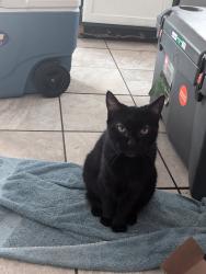 Reunited Female Cat last seen mill pond and bell chase, Spring, TX 77373