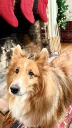Reunited Male Dog last seen Near High Street, Nowell near Farm Hill Ln, Norwell, MA 02061