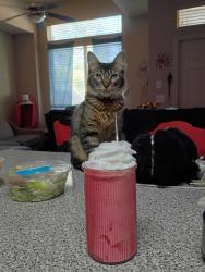 Lost Male Cat last seen South Acres Ranch apmts, Houston, TX 77047