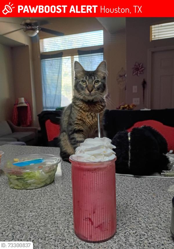 Lost Male Cat last seen South Acres Ranch apmts, Houston, TX 77047