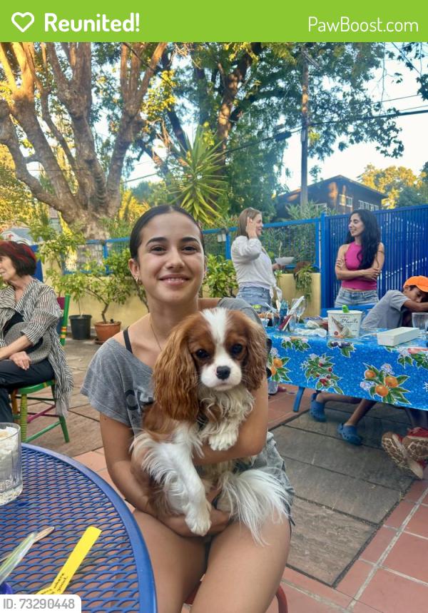 Reunited Male Dog last seen McGee street, north berkeley, Berkeley, CA 94703
