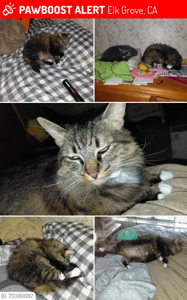 Lost Female Cat last seen Valley Oak/Emerald Oak, Elk Grove, CA 95624