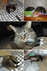 Lost Female Cat last seen Valley Oak/Emerald Oak, Elk Grove, CA 95624