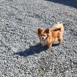 Reunited Female Dog last seen E Marine View Dr, Everett, WA 98201, USA, Everett, WA 98201