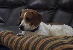 Reunited Male Dog last seen Welti Road (County Road 703), Cullman, AL 35055