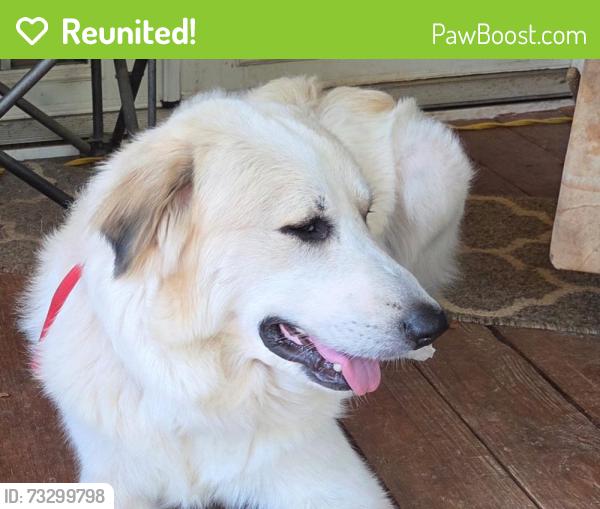 Reunited Male Dog last seen Fox Mountain Rd/Coolbrook Rd, Union Grove, Fox Mountain Rd, NC 28636