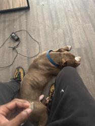 Lost Male Dog last seen Ocala Rd, Tallahassee, FL 32304