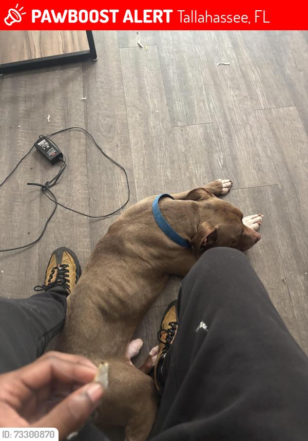 Lost Male Dog last seen Ocala Rd, Tallahassee, FL 32304
