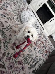 Lost Male Dog last seen Kennedy ave/woodford rd, Cincinnati, OH 45213