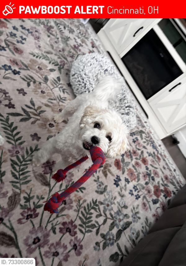 Lost Male Dog last seen Kennedy ave/woodford rd, Cincinnati, OH 45213