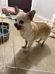 Reunited Female Dog last seen Churchill Park, Jenks, , OK 74037
