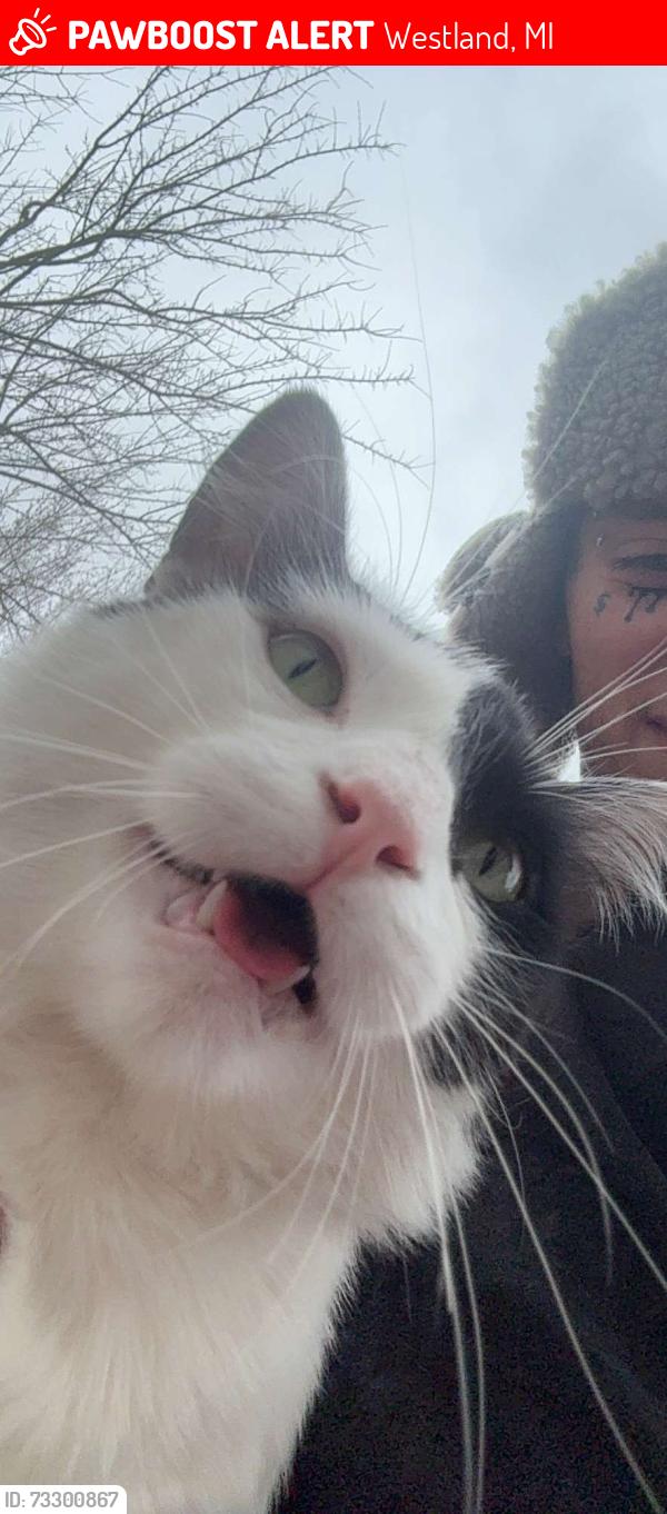 Lost Male Cat last seen Bendon court and Grand traverse, Westland, MI 48186