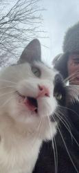 Lost Male Cat last seen Bendon court and Grand traverse, Westland, MI 48186