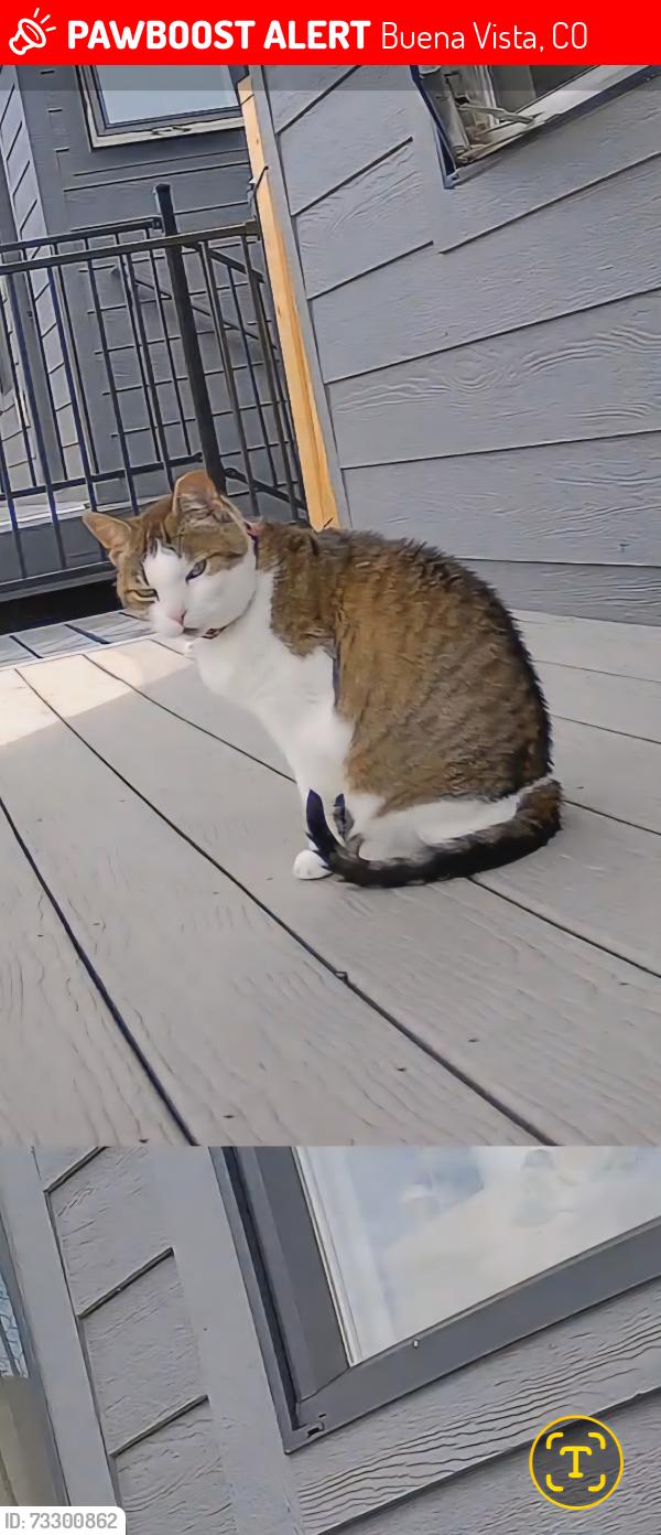 Lost Female Cat last seen Family Dollar parking lot, Buena Vista, CO 81211