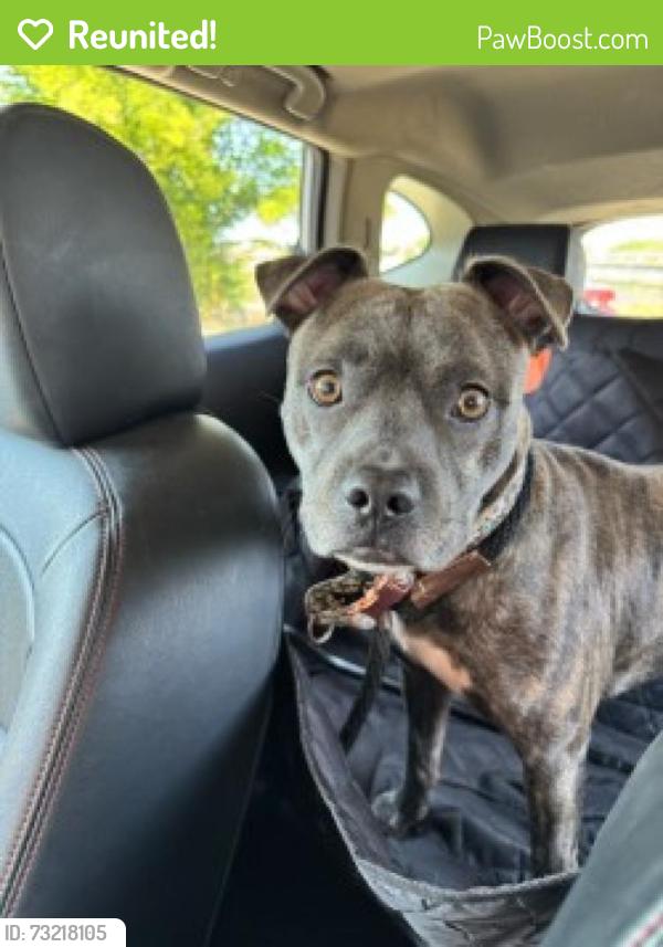 Reunited Male Dog last seen S Rembert, Memphis, TN 38104