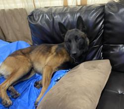 Found/Stray Male Dog last seen Harbor, Pittsburg, CA 94565