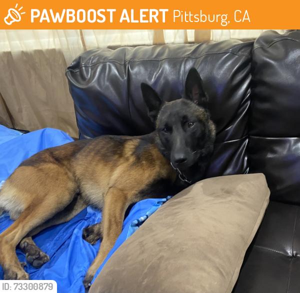 Found/Stray Male Dog last seen Harbor, Pittsburg, CA 94565