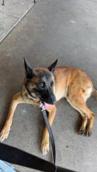 Lost Male Dog last seen barnes road bowdon, ga, Carroll County, GA 30182