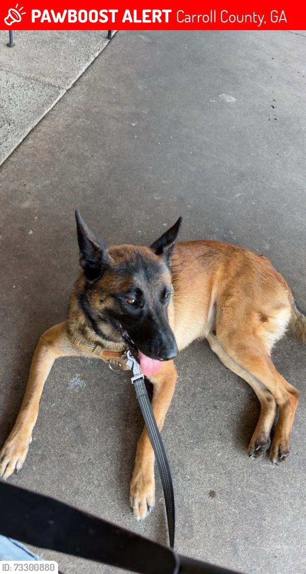 Lost Male Dog last seen barnes road bowdon, ga, Carroll County, GA 30182