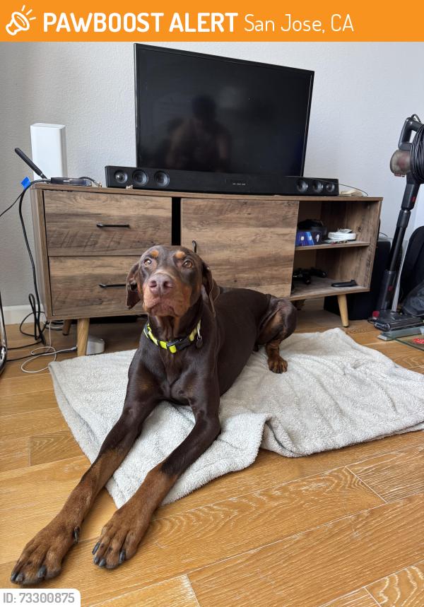 Found/Stray Male Dog last seen san jose state, San Jose, CA 95112