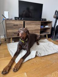 Found/Stray Male Dog last seen san jose state, San Jose, CA 95112
