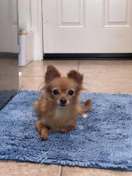 Found/Stray Unknown Dog last seen Rembrandt, Palm Desert, CA 92211