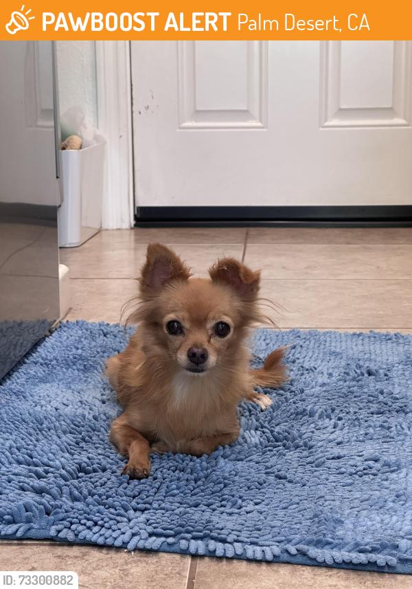 Found/Stray Unknown Dog last seen Rembrandt, Palm Desert, CA 92211