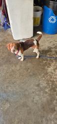 Lost Male Dog last seen Right off of 522, down and across from MeadowBrook Farm, Mineral, VA 23117