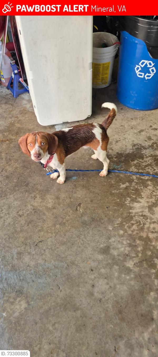 Lost Male Dog last seen Right off of 522, down and across from MeadowBrook Farm, Mineral, VA 23117