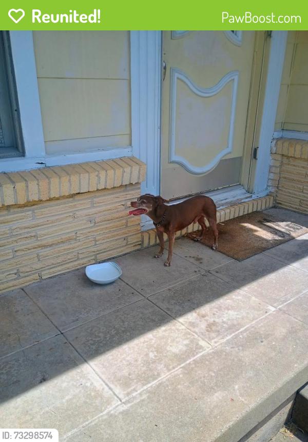 Reunited Male Dog last seen Holsum Circle and Stanford, Greenville, TX 75401