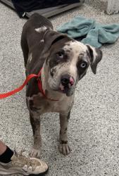 Shelter Stray Female Dog last seen E 31st St & Woodland Ave, 64109, 64109, MO, 7077 Elmwood Ave, Kansas City, MO 64132, USA