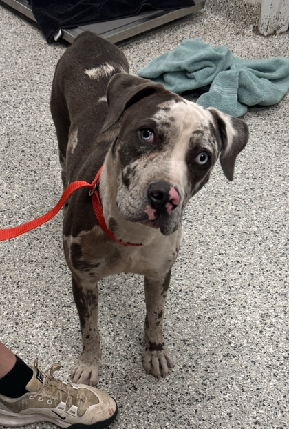 Shelter Stray Female Dog last seen E 31st St & Woodland Ave, 64109, 64109, MO, 7077 Elmwood Ave, Kansas City, MO 64132, USA