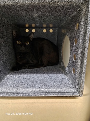 Shelter Stray Unknown Cat last seen Near Devil's Gate, Zone 4, TX, 8755 Farm to Market 1516, Converse, TX 78109, USA
