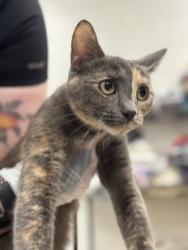 Shelter Stray Female Cat last seen Near Auchentoroly Terr., 21217, MD, 2490 Giles Rd, Baltimore, MD 21225, USA
