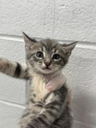 Shelter Stray Female Cat last seen Near Auchentoroly Terr., 21217, MD, 2490 Giles Rd, Baltimore, MD 21225, USA
