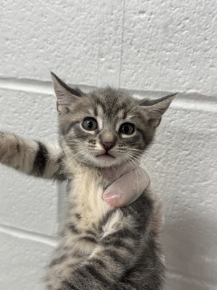 Shelter Stray Female Cat last seen Near Auchentoroly Terr., 21217, MD, 2490 Giles Rd, Baltimore, MD 21225, USA