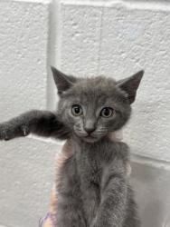 Shelter Stray Female Cat last seen Near Auchentoroly Terr., 21217, MD, 2490 Giles Rd, Baltimore, MD 21225, USA