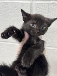 Shelter Stray Female Cat last seen Near Auchentoroly Terr., 21217, MD, 2490 Giles Rd, Baltimore, MD 21225, USA