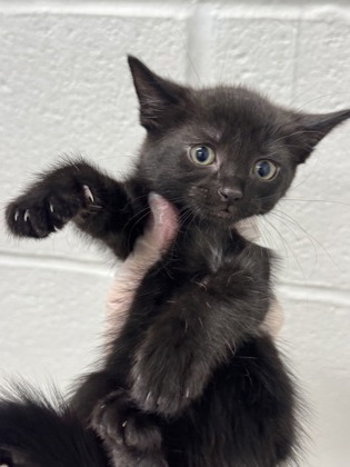 Shelter Stray Female Cat last seen Near Auchentoroly Terr., 21217, MD, 2490 Giles Rd, Baltimore, MD 21225, USA