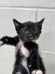 Shelter Stray Male Cat last seen Near Auchentoroly Terr., 21217, MD, 2490 Giles Rd, Baltimore, MD 21225, USA
