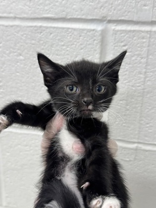 Shelter Stray Male Cat last seen Near Auchentoroly Terr., 21217, MD, 2490 Giles Rd, Baltimore, MD 21225, USA